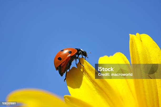 Marienkäfer Klettern Auf Die Yellow Flower Stockfoto und mehr Bilder von Marienkäfer - Marienkäfer, Blume, Blau