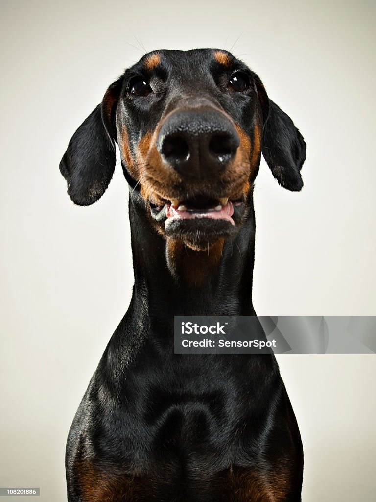 Dobermann - Foto de stock de Doberman Pinscher royalty-free