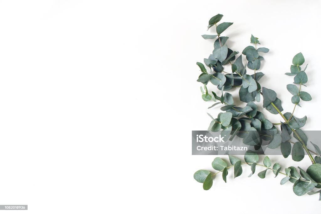 Cadre, coin de vert Eucalyptus feuilles et les branches sur fond blanc. Composition florale. Plat de stock style féminin mettre image, vue de dessus. Copiez l’espace. - Photo de Eucalyptus libre de droits