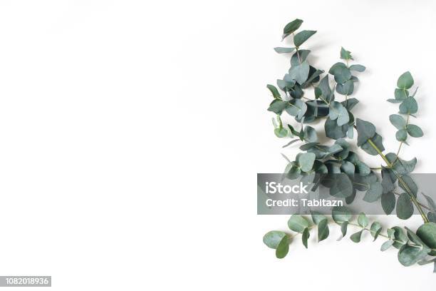 Photo libre de droit de Cadre Coin De Vert Eucalyptus Feuilles Et Les Branches Sur Fond Blanc Composition Florale Plat De Stock Style Féminin Mettre Image Vue De Dessus Copiez Lespace banque d'images et plus d'images libres de droit de Eucalyptus