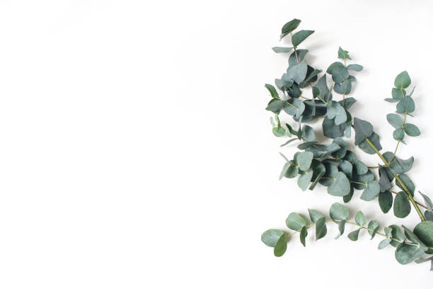 frame, corner made of green eucalyptus leaves and branches on white background. floral composition. feminine styled stock flat lay image, top view. copy space. - eucalyptus tree plants isolated objects nature imagens e fotografias de stock