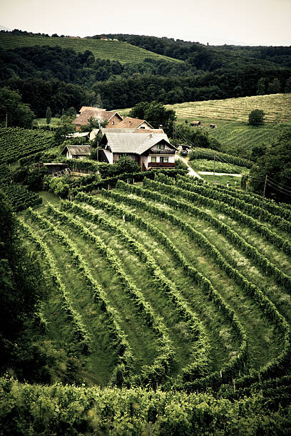 포도원입니다 및 농가 in 전원 - slovenia vineyard grape jeruzalem 뉴스 사진 이미지