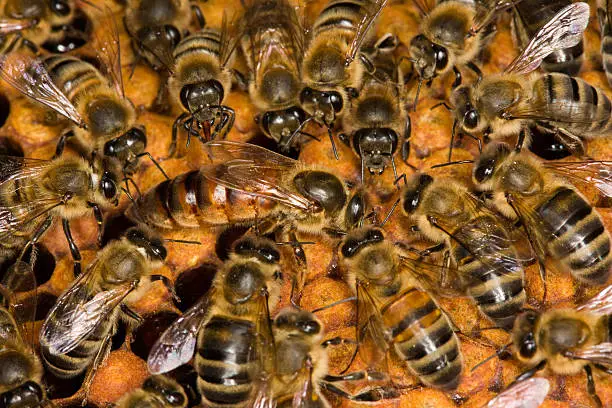 Photo of Bees on Honeycomb