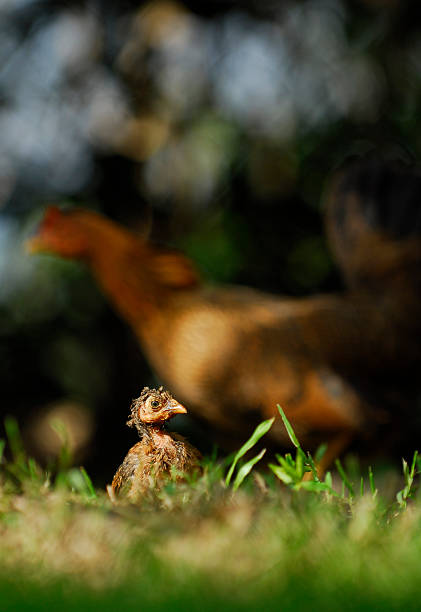 Chickens are foraging in the green grass.