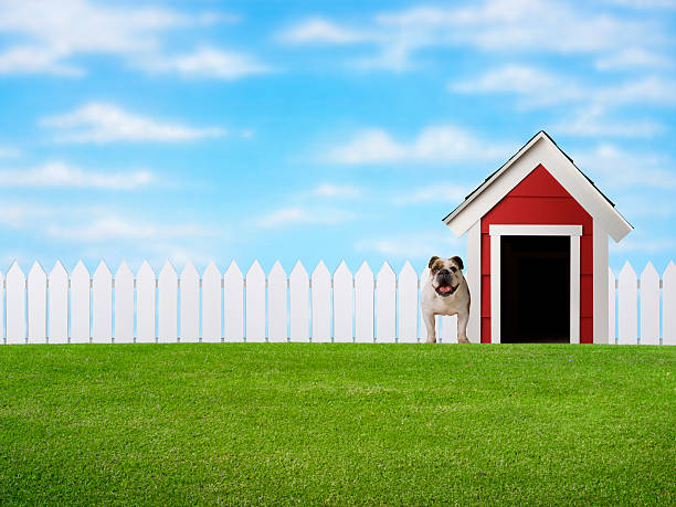 Bulldog Standing in Yard Beside Doghouse  kennel stock pictures, royalty-free photos & images