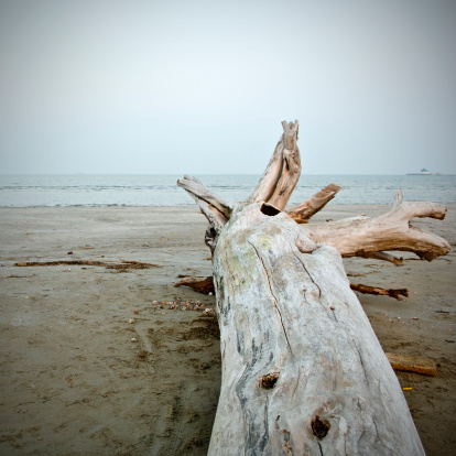 The end of a large driftwood log above a gravel beach with the ocean in the background.