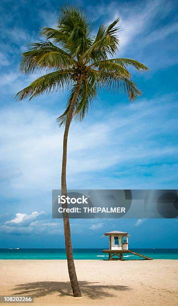 할리우드형 비치 플로리다-미국에 대한 스톡 사진 및 기타 이미지 - 플로리다-미국, 해변, 야자 나무 - Arecales