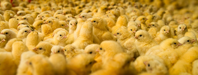 Gran grupo de bebé pollos photo