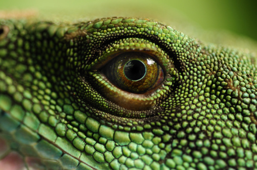 A closeup shot of a big green iguana lying on a piece of wood