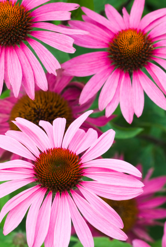Echinacea purpurea, the eastern purple coneflower, purple coneflower, hedgehog coneflower, or echinacea, is a North American species of flowering plant in the family Asteraceae.