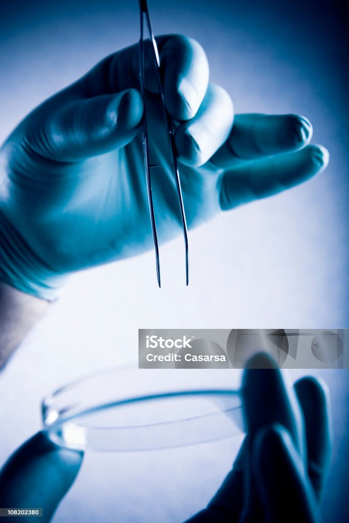 Pessoa de mãos usando luvas de borracha e Pinça segurando Disco de Petri - Foto de stock de Adulto royalty-free