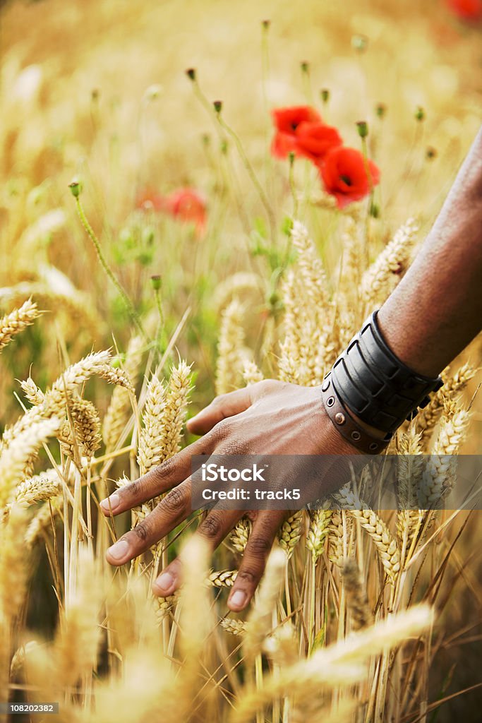 harvest Checking the growth... Abundance Stock Photo