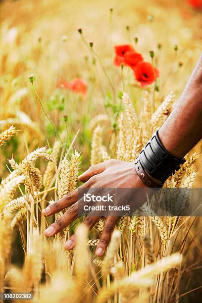 Harvest Stock Photo - Download Image Now - Abundance, Adult, Adults Only