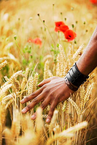 colheita - wheat freedom abundance human hand imagens e fotografias de stock