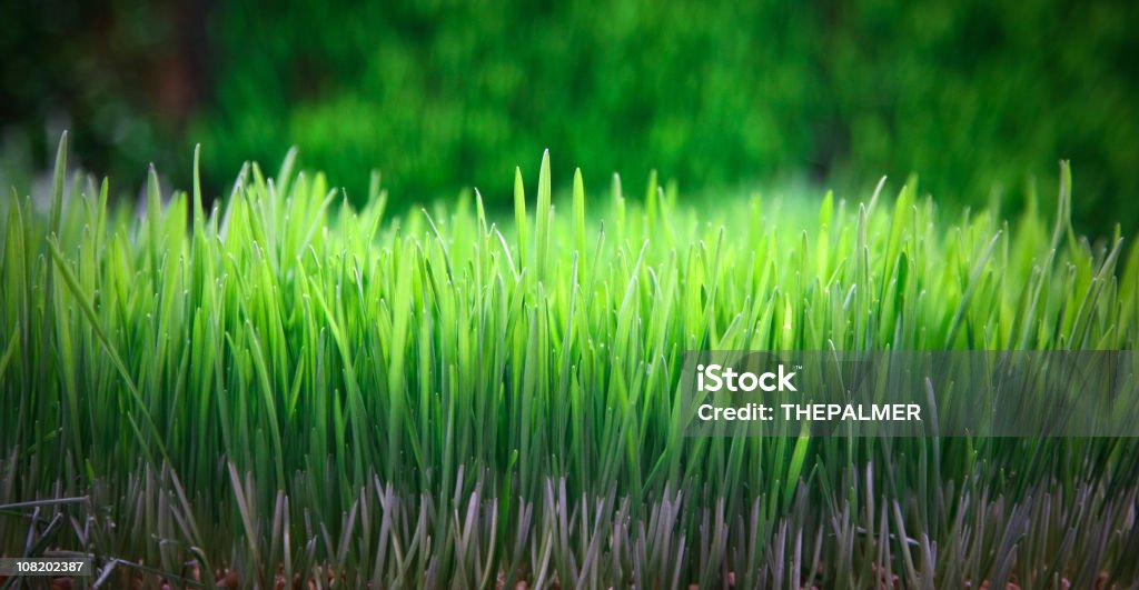 Quecke - Lizenzfrei Beschaulichkeit Stock-Foto