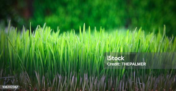 Trigo Candeal Foto de stock y más banco de imágenes de Aire libre - Aire libre, Alimento, Brizna de hierba