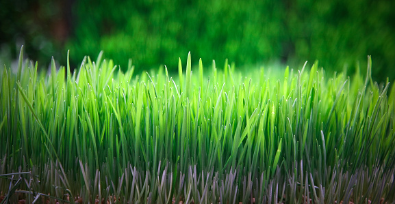 wheatgrass detail close up