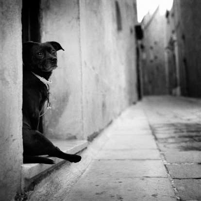 A dog in Malta.