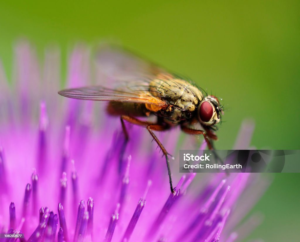 Fly on a Flower  Animal Themes Stock Photo