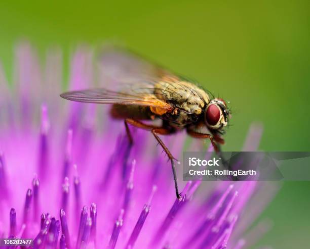 Fly On A Flower Stock Photo - Download Image Now - Animal Themes, Animal Wildlife, Animals In The Wild