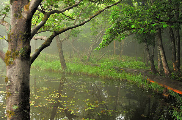 Misty Forest with Pond stock photo