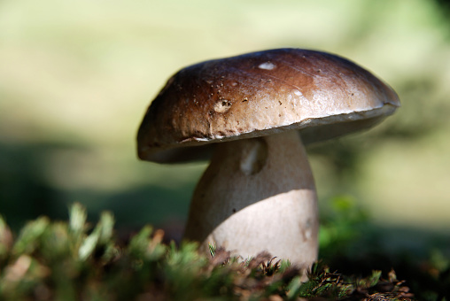Close up of a white mushroom between grass blades.