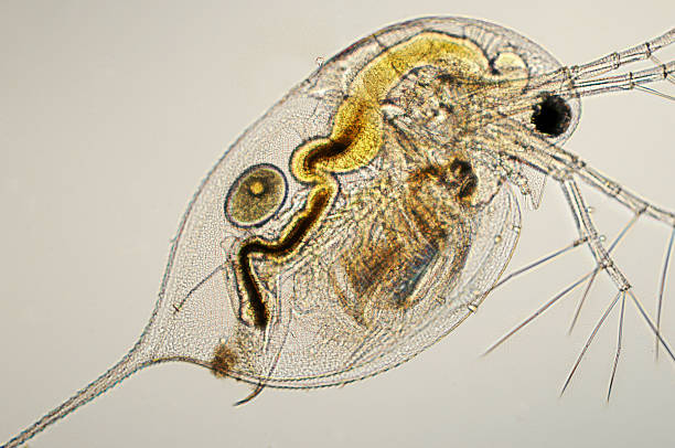 dáfnia espécies micrografia - daphnia water flea high scale magnification micro organism imagens e fotografias de stock