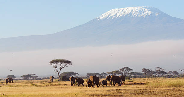 African Dawn stock photo