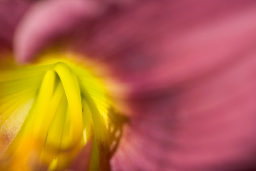 Macro closeup of a vibrant pink lily flower in bloom with selective focus on polen