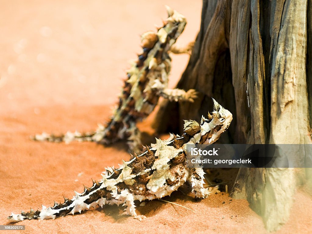 Thorny Devil Lizards The bizarre looking lizards in the Northern Territories, Australia. Thorny Devil Lizard Stock Photo