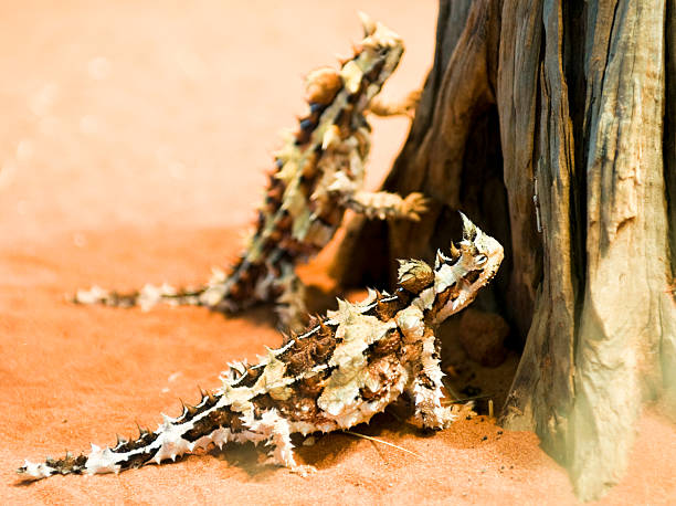 Thorny Devil Lizards The bizarre looking lizards in the Northern Territories, Australia. moloch horridus stock pictures, royalty-free photos & images
