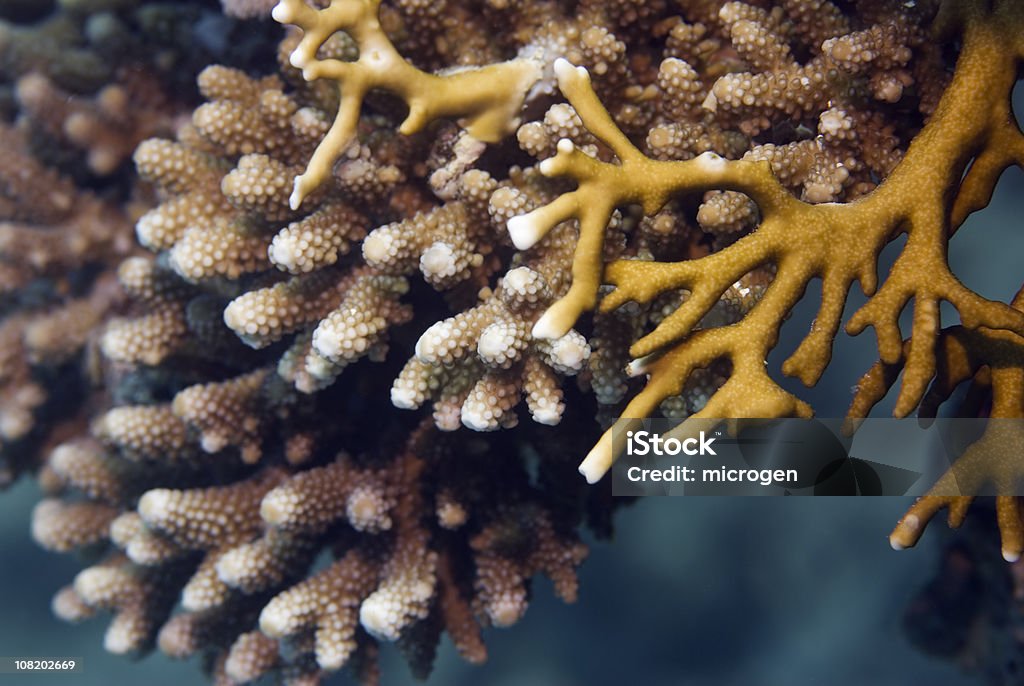 산호색 품종 - 로열티 프리 산호-자포동물 스톡 사진