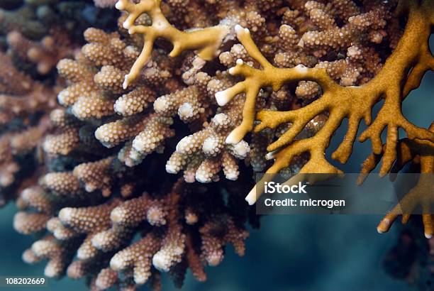 산호색 품종 산호-자포동물에 대한 스톡 사진 및 기타 이미지 - 산호-자포동물, 산호초, 클로즈업