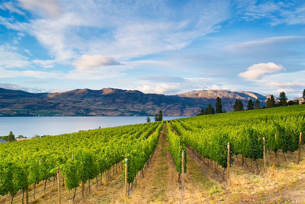 Okanagan Valley vineyard, winery and organic farm located on the Naramata Bench overlooking Okanagan Lake in Penticton, British Columbia, Canada.