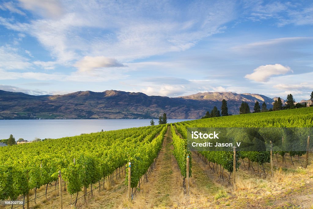 Wine Country Vineyards Along Lake  Kelowna Stock Photo