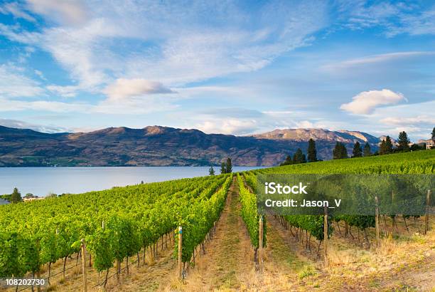 Wine Country Vineyards Along Lake Stock Photo - Download Image Now - Kelowna, Vineyard, Canada