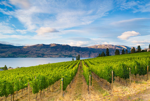 vinhas vinho do país ao longo do lago - okanagan valley imagens e fotografias de stock