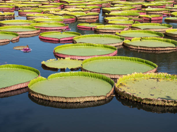 istock Large Victoria lotus. 1082027988