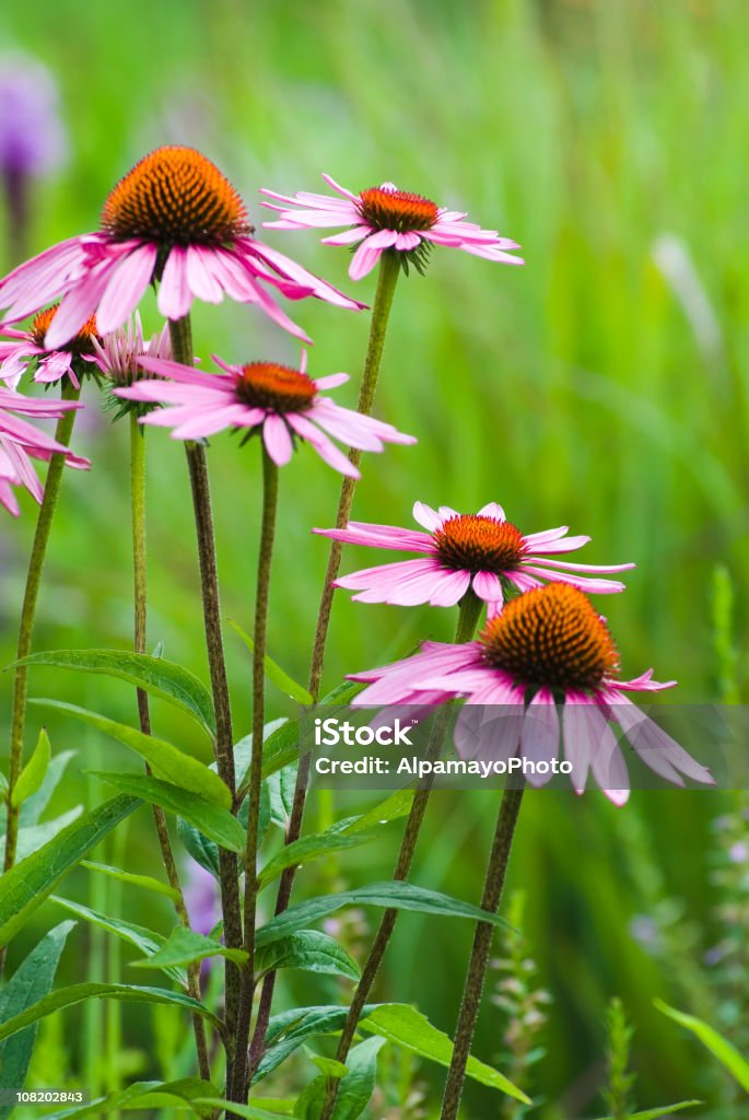 Echinacea purpurea-VI - Photo de Marguerite rose libre de droits