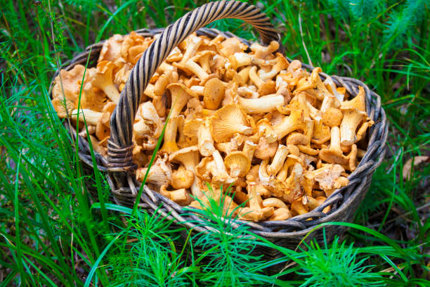istock Wicker basket with wild mushrooms chanterelles 1082028608