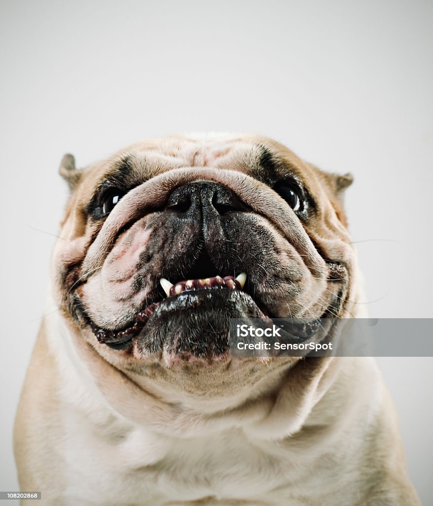 Lustiger Hund - Lizenzfrei Hund Stock-Foto