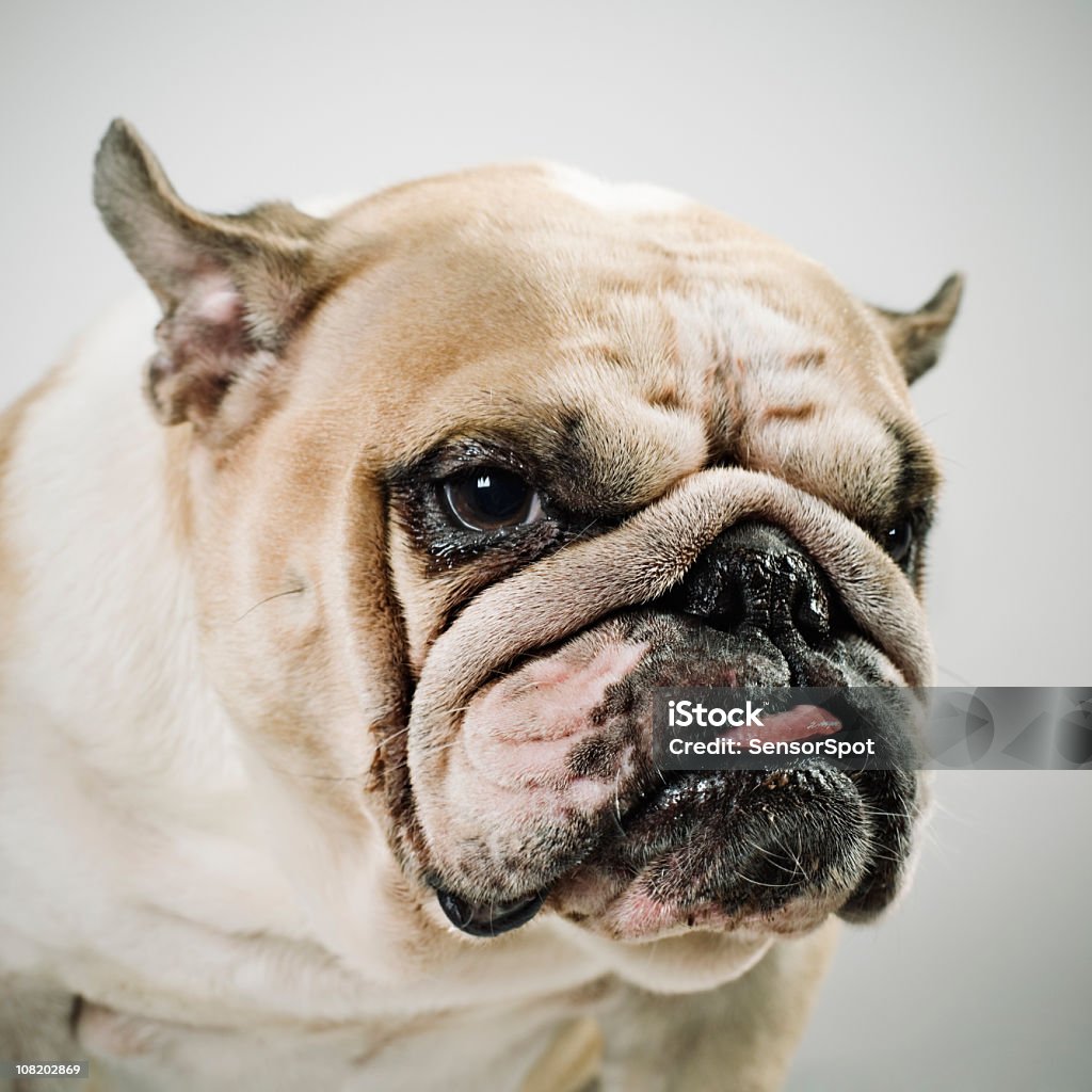 ポートレートのブルドッグ - 犬のロイヤリティフリーストックフォト