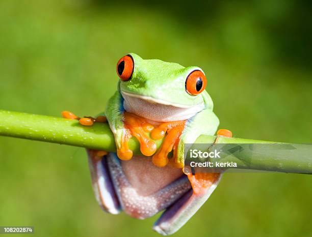 Photo libre de droit de Grenouille Suspension Sur La Tige banque d'images et plus d'images libres de droit de Suspendre - Suspendre, Branche - Partie d'une plante, Rainette arboricole