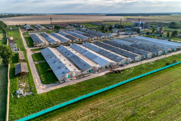 istock Large pig farm. Evening shooting 1082028782