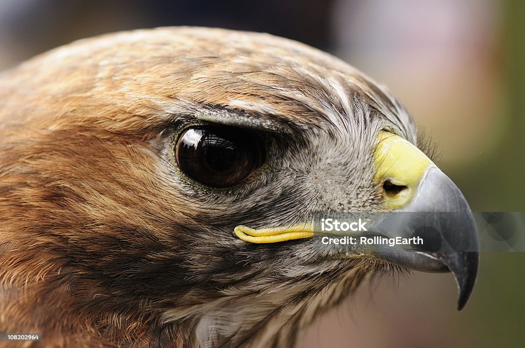 Red Tailed Hawk  Red-tailed Hawk Stock Photo