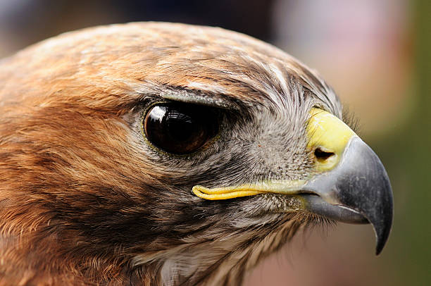 Red Tailed Hawk stock photo