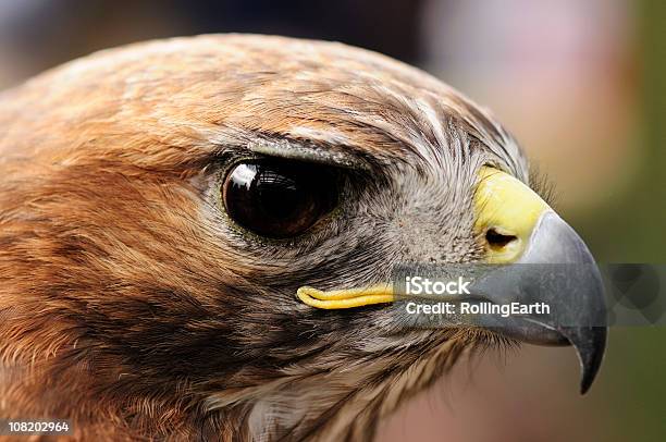 Red Tailed Hawk Stock Photo - Download Image Now - Red-tailed Hawk, Alertness, Animal Body Part