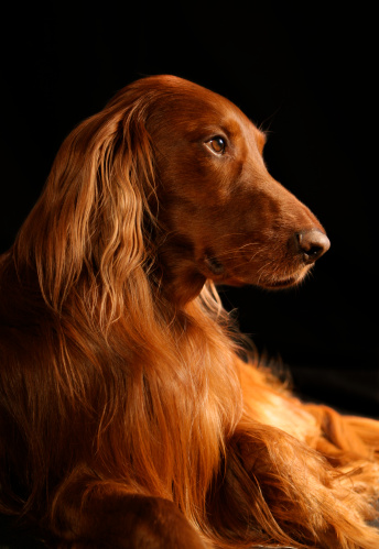 Senior black cocker spaniel in a feild