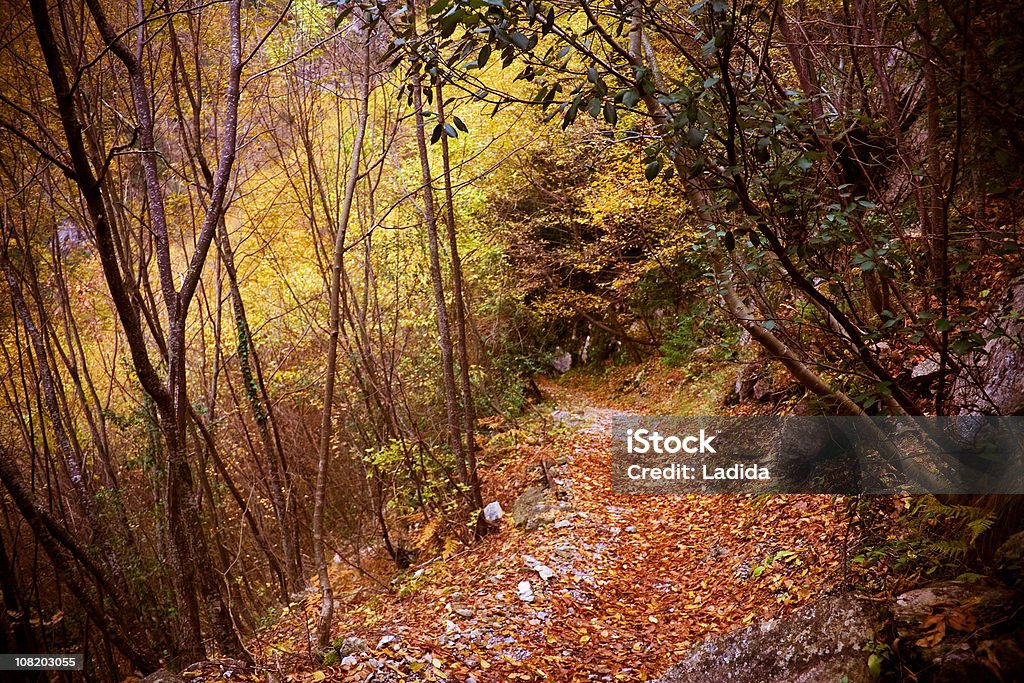 Camino en Olympus senderos de montaña E4 - Foto de stock de Bosque libre de derechos