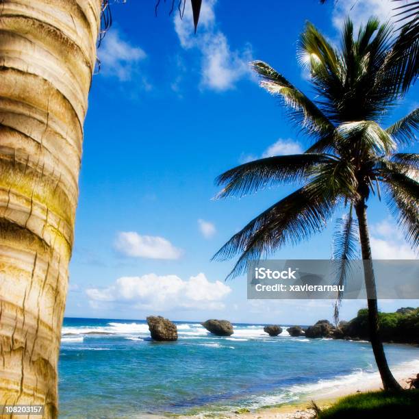 Photo libre de droit de La Barbade banque d'images et plus d'images libres de droit de Arbre tropical - Arbre tropical, Barbade, Beauté de la nature